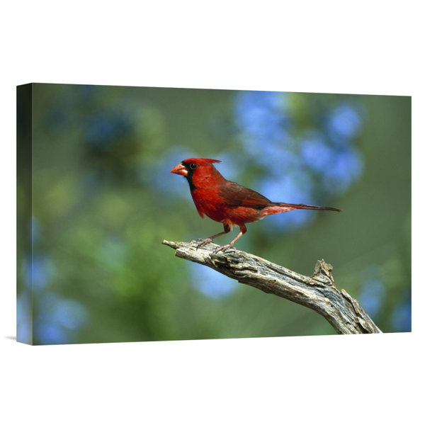 East Urban Home Texas Rio Grande Valley Northern Cardinal Male Perching Photographic Print On Wrapped Canvas Wayfair