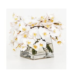 Phalaenopsis Orchids in Glass Cube