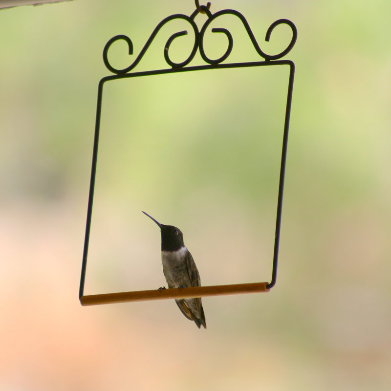 Pop'sHummingbirdSwings Hummingbird Swing & Reviews Wayfair