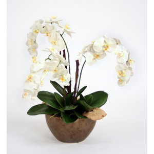 Cream-White Orchid Plant with Bark and Mushrooms in Bowl