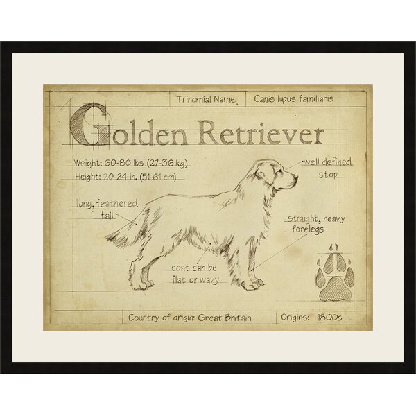 Charlton Home Antique Golden Retriever Framed Drawing Print Reviews Wayfair