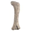 apatosaurus femur