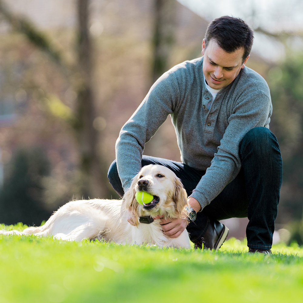 stubborn dog collar